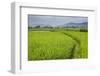Rice Paddy Fields, Bukittinggi, West Sumatra, Indonesia, Southeast Asia, Asia-Matthew Williams-Ellis-Framed Photographic Print