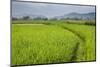 Rice Paddy Fields, Bukittinggi, West Sumatra, Indonesia, Southeast Asia, Asia-Matthew Williams-Ellis-Mounted Photographic Print