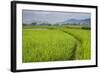 Rice Paddy Fields, Bukittinggi, West Sumatra, Indonesia, Southeast Asia, Asia-Matthew Williams-Ellis-Framed Photographic Print