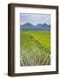 Rice Paddy Fields, Bukittinggi, West Sumatra, Indonesia, Southeast Asia, Asia-Matthew Williams-Ellis-Framed Photographic Print