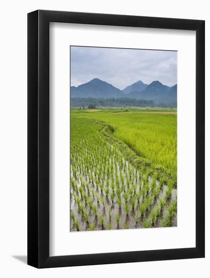 Rice Paddy Fields, Bukittinggi, West Sumatra, Indonesia, Southeast Asia, Asia-Matthew Williams-Ellis-Framed Photographic Print