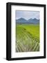 Rice Paddy Fields, Bukittinggi, West Sumatra, Indonesia, Southeast Asia, Asia-Matthew Williams-Ellis-Framed Photographic Print