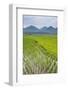 Rice Paddy Fields, Bukittinggi, West Sumatra, Indonesia, Southeast Asia, Asia-Matthew Williams-Ellis-Framed Photographic Print