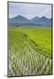 Rice Paddy Fields, Bukittinggi, West Sumatra, Indonesia, Southeast Asia, Asia-Matthew Williams-Ellis-Mounted Photographic Print