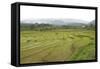 Rice Paddy Fields in Shallow Terraces-Annie Owen-Framed Stretched Canvas