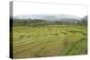 Rice Paddy Fields in Shallow Terraces-Annie Owen-Stretched Canvas