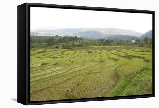 Rice Paddy Fields in Shallow Terraces-Annie Owen-Framed Stretched Canvas