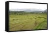 Rice Paddy Fields in Shallow Terraces-Annie Owen-Framed Stretched Canvas