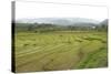 Rice Paddy Fields in Shallow Terraces-Annie Owen-Stretched Canvas