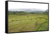 Rice Paddy Fields in Shallow Terraces-Annie Owen-Framed Stretched Canvas