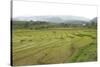 Rice Paddy Fields in Shallow Terraces-Annie Owen-Stretched Canvas