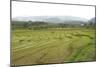 Rice Paddy Fields in Shallow Terraces-Annie Owen-Mounted Photographic Print