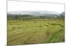 Rice Paddy Fields in Shallow Terraces-Annie Owen-Mounted Photographic Print