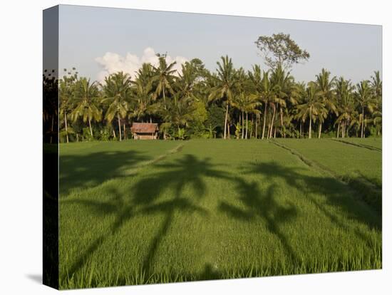 Rice Paddy Fields in the Highlands in Bali, Indonesia, Southeast Asia-Julio Etchart-Stretched Canvas