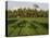 Rice Paddy Fields in the Highlands in Bali, Indonesia, Southeast Asia-Julio Etchart-Stretched Canvas