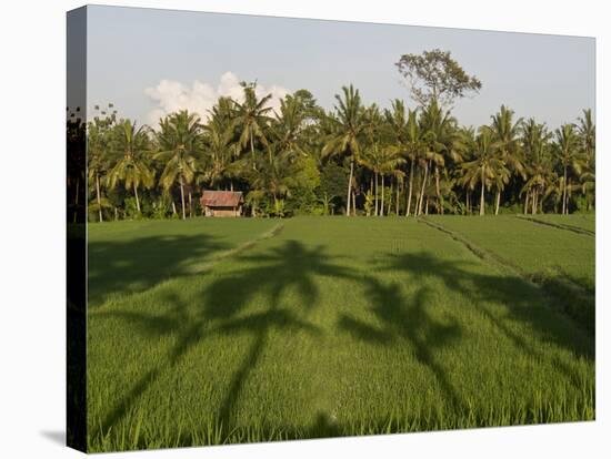 Rice Paddy Fields in the Highlands in Bali, Indonesia, Southeast Asia-Julio Etchart-Stretched Canvas