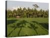 Rice Paddy Fields in the Highlands in Bali, Indonesia, Southeast Asia-Julio Etchart-Stretched Canvas