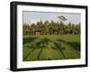 Rice Paddy Fields in the Highlands in Bali, Indonesia, Southeast Asia-Julio Etchart-Framed Photographic Print