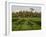 Rice Paddy Fields in the Highlands in Bali, Indonesia, Southeast Asia-Julio Etchart-Framed Photographic Print