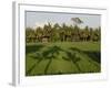 Rice Paddy Fields in the Highlands in Bali, Indonesia, Southeast Asia-Julio Etchart-Framed Photographic Print