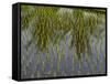 Rice Paddy Fields in the Highlands in Bali, Indonesia, Southeast Asia-Julio Etchart-Framed Stretched Canvas