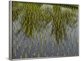 Rice Paddy Fields in the Highlands in Bali, Indonesia, Southeast Asia-Julio Etchart-Framed Photographic Print