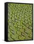 Rice Paddy Fields in the Highlands in Bali, Indonesia, Southeast Asia-Julio Etchart-Framed Stretched Canvas
