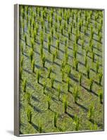 Rice Paddy Fields in the Highlands in Bali, Indonesia, Southeast Asia-Julio Etchart-Framed Photographic Print