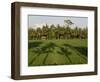 Rice Paddy Fields in the Highlands in Bali, Indonesia, Southeast Asia-Julio Etchart-Framed Photographic Print