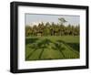 Rice Paddy Fields in the Highlands in Bali, Indonesia, Southeast Asia-Julio Etchart-Framed Photographic Print