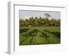 Rice Paddy Fields in the Highlands in Bali, Indonesia, Southeast Asia-Julio Etchart-Framed Photographic Print
