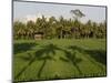 Rice Paddy Fields in the Highlands in Bali, Indonesia, Southeast Asia-Julio Etchart-Mounted Photographic Print