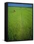 Rice Paddy Fields, Lang Co, Vietnam-Tim Hall-Framed Stretched Canvas