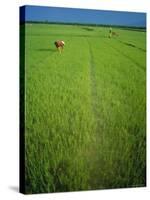 Rice Paddy Fields, Lang Co, Vietnam-Tim Hall-Stretched Canvas