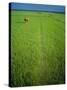 Rice Paddy Fields, Lang Co, Vietnam-Tim Hall-Stretched Canvas