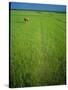 Rice Paddy Fields, Lang Co, Vietnam-Tim Hall-Stretched Canvas