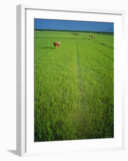 Rice Paddy Fields, Lang Co, Vietnam-Tim Hall-Framed Photographic Print