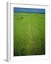 Rice Paddy Fields, Lang Co, Vietnam-Tim Hall-Framed Photographic Print