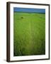 Rice Paddy Fields, Lang Co, Vietnam-Tim Hall-Framed Photographic Print