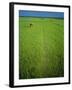 Rice Paddy Fields, Lang Co, Vietnam-Tim Hall-Framed Photographic Print