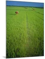 Rice Paddy Fields, Lang Co, Vietnam-Tim Hall-Mounted Photographic Print