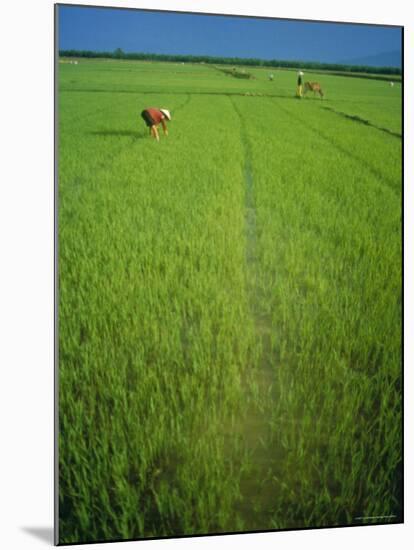 Rice Paddy Fields, Lang Co, Vietnam-Tim Hall-Mounted Photographic Print