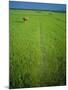 Rice Paddy Fields, Lang Co, Vietnam-Tim Hall-Mounted Photographic Print
