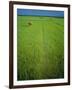 Rice Paddy Fields, Lang Co, Vietnam-Tim Hall-Framed Photographic Print