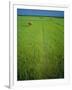 Rice Paddy Fields, Lang Co, Vietnam-Tim Hall-Framed Photographic Print