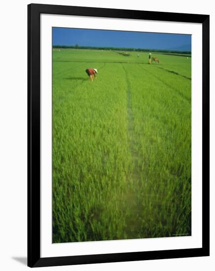 Rice Paddy Fields, Lang Co, Vietnam-Tim Hall-Framed Photographic Print