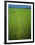 Rice Paddy Fields, Lang Co, Vietnam-Tim Hall-Framed Photographic Print