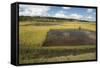 Rice Paddy Fields on Rn7 (Route Nationale 7) Near Ambatolampy in Central Highlands of Madagascar-Matthew Williams-Ellis-Framed Stretched Canvas