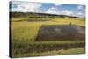 Rice Paddy Fields on Rn7 (Route Nationale 7) Near Ambatolampy in Central Highlands of Madagascar-Matthew Williams-Ellis-Stretched Canvas