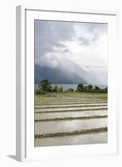 Rice Paddy Fields-Annie Owen-Framed Photographic Print